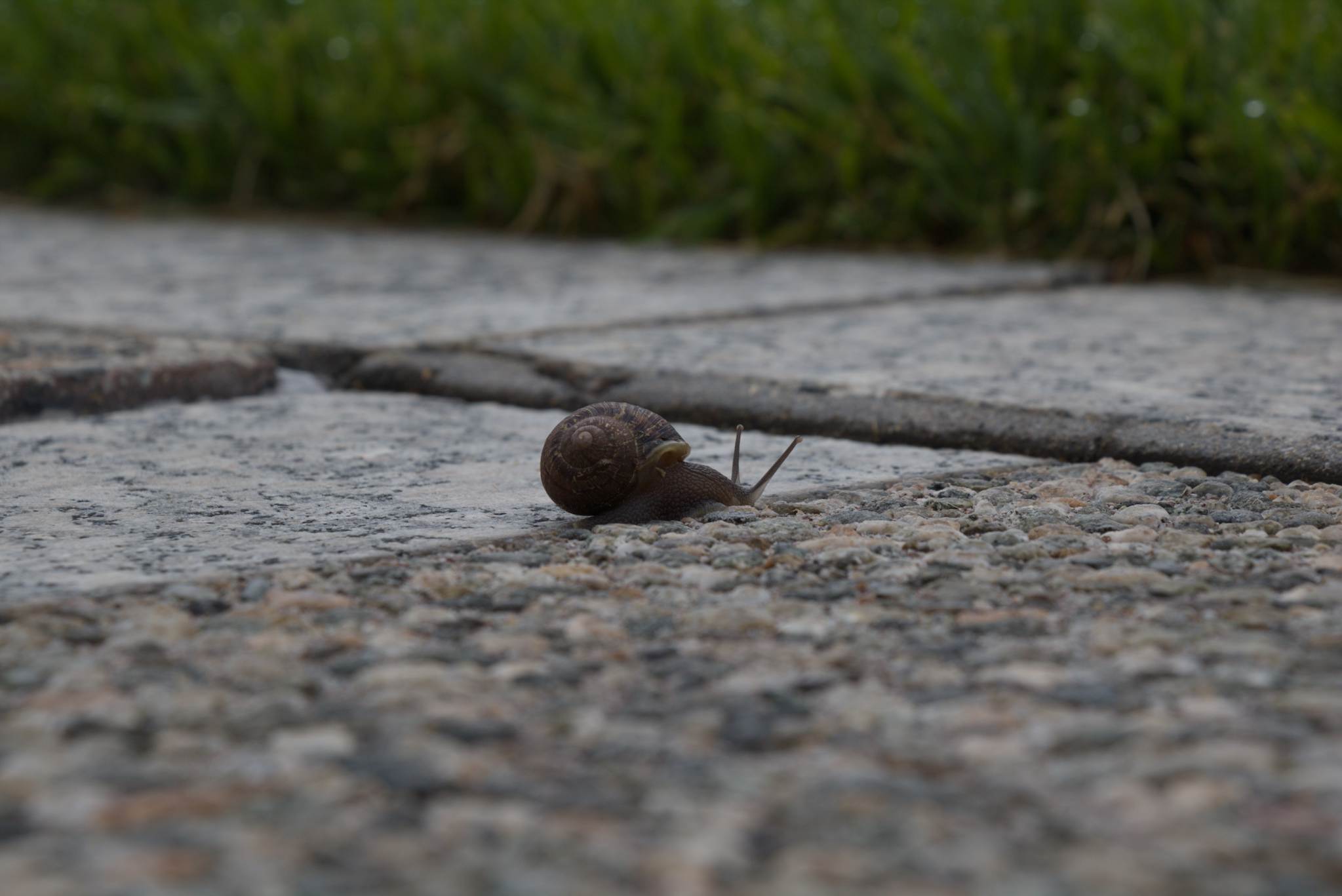 Snail  Los Angeles Ca - Photography by Gabe Murk